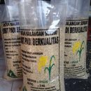distributor beras Beras, jual beras, jual beras murah, jual beras merah murah, jual beras hitam, jual beras merah, jual beras hitam murah, jual beras lamongan, jual beras surabaya, jual beras gresik, jual beras sidoarjo, agen beras lamongan, agen beras surabaya, agen beras gresik, agen beras murah, agen beras sidoarjo, distributor beras, distributor beras murah, distributor beras lamongan, distributor beras surabaya, distributor beras gresik, distributor beras sidoarjo, jual beras merah, jual beras merah murah, jual beras hitam, jual beras hitam murah, jual bibit padi, jual beras cabe, jual beras apolo, jual beras raja lele, jual beras cabe