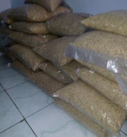 jual benih padi murah