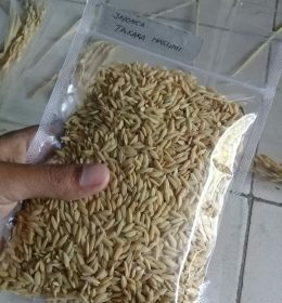 Jual benih padi terbaru tahan wereng