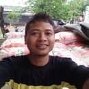 Distributor beras murah