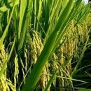 bibit padi terbaik