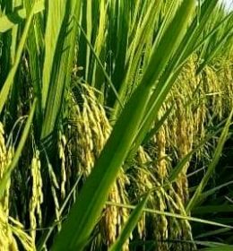 bibit padi terbaik