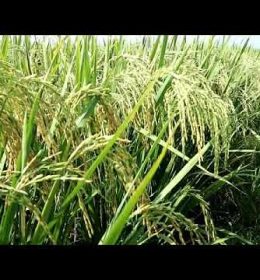 jual benih padi mira 1