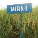 jual benih padi mira 1