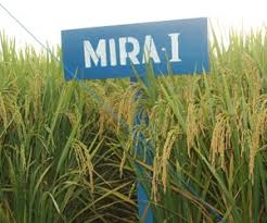 jual benih padi mira 1