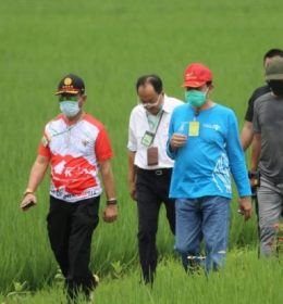 jual benih padi