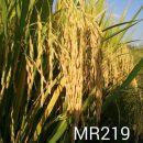 Benih Padi Mr 219