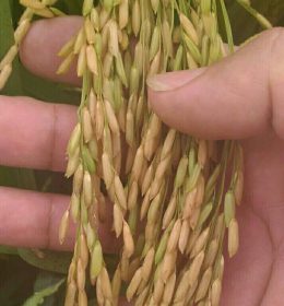 Jual Benih Padi Blitar