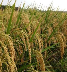 Jual benih padi Lamongan
