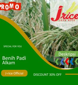 benih padi alkam