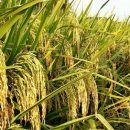 Jual Benih Tuban