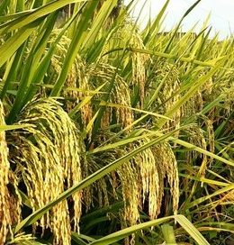 Jual Benih Tuban