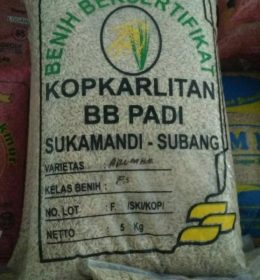 jual benih padi inpari arumba