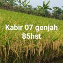 kabir 07 genjah