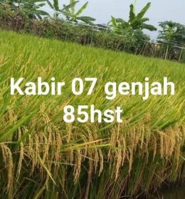 kabir 07 genjah
